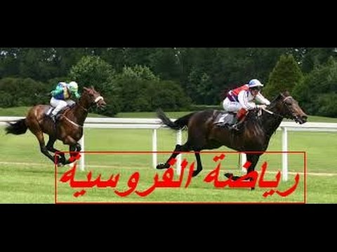 رياضة الفروسية فى مصر وكيفية اعداد سباقات الخيول والحواجز